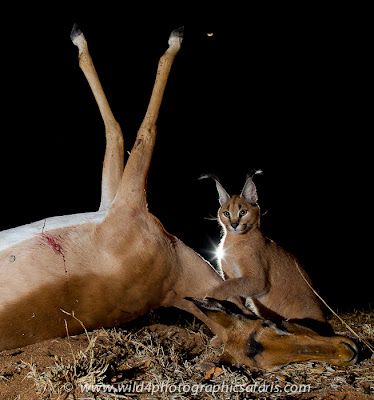Caracal
