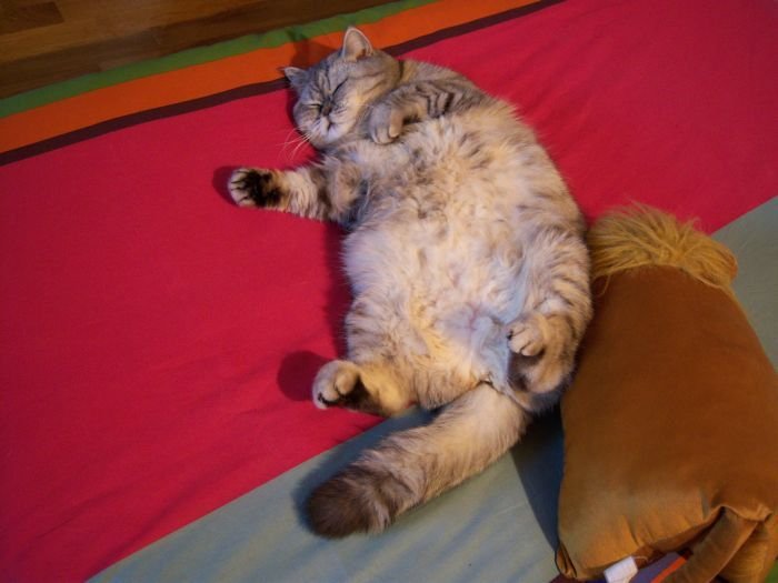 Chatte-dodo