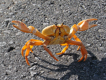 crabe