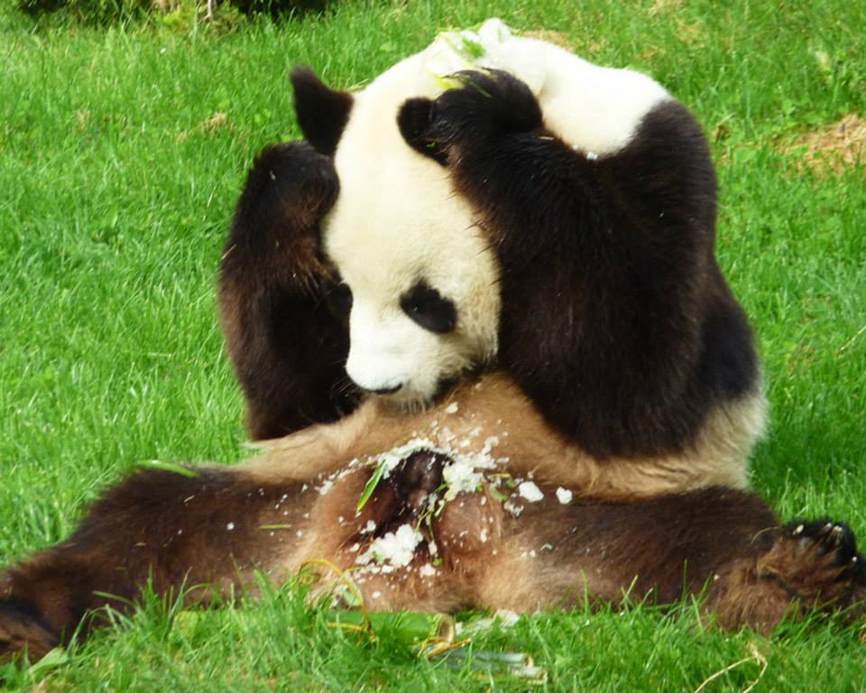 Pandafoutre