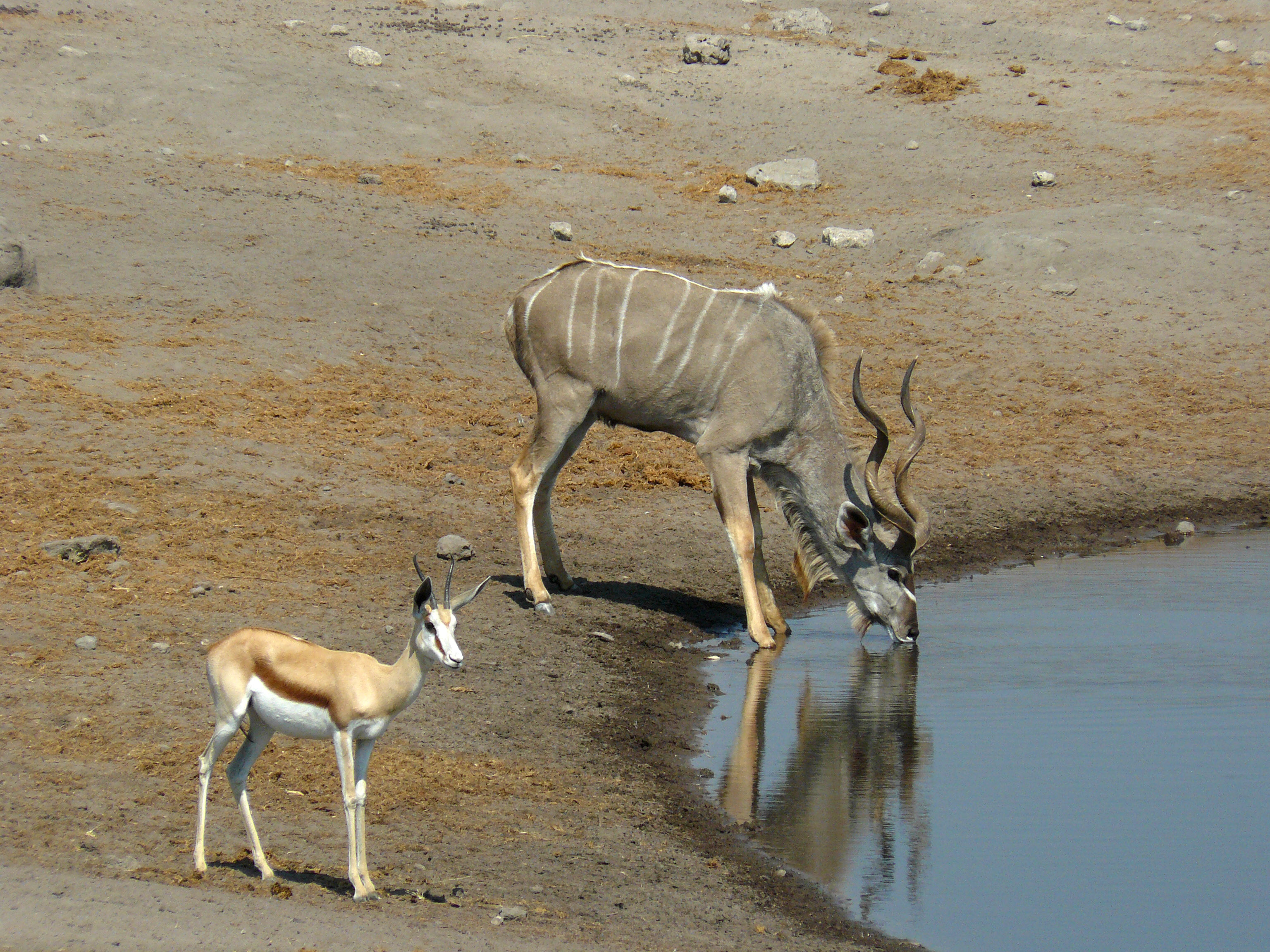 Greater_Kudu_and_Springbok,_Etosha_National_Park,_Namibia