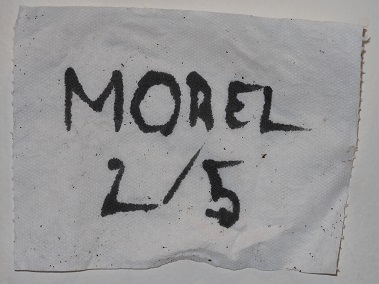 Morel