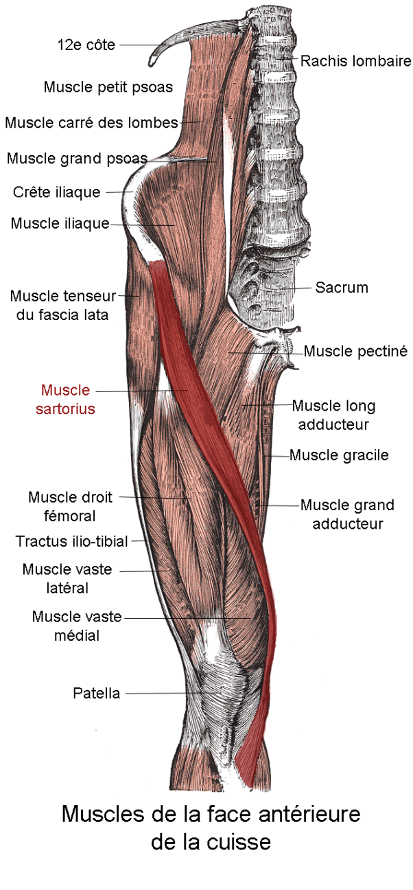 Muscle_sartorius