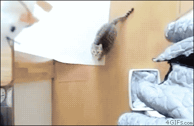 Bullet-time-cat-jump