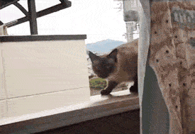 fail10-gif