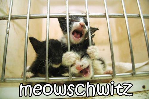 meowschwitz