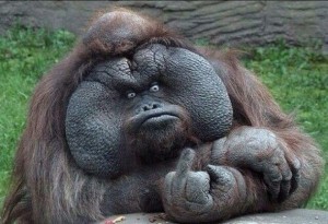 photo-insolite-image-drole-20-10-2014-buzz-55